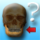 Anatomy Quiz